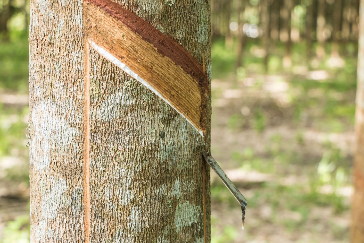 Tronco de un árbol de caucho con el corte por donde escurre el látex